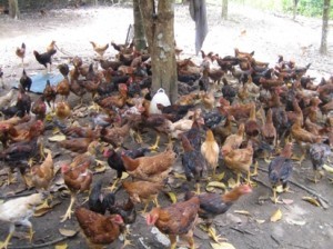 Cara bisnis ayam kampung