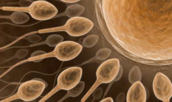Teori sederhananya adalah jika sperma X membuahi sel telur, maka terbentuklah janin perempuan