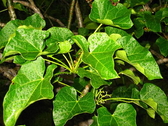 meminum minyak jarak atau daun jarak yang diolah menjadi jus buah.